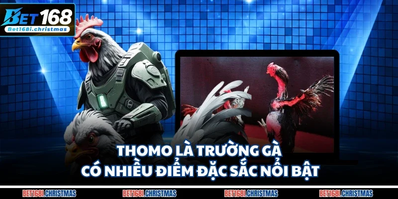 Thomo là trường gà có nhiều điểm đặc sắc nổi bật
